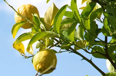 柠檬树黄叶怎么办 有什么补救措施解决方法
