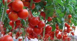 番茄的病虫害防治
