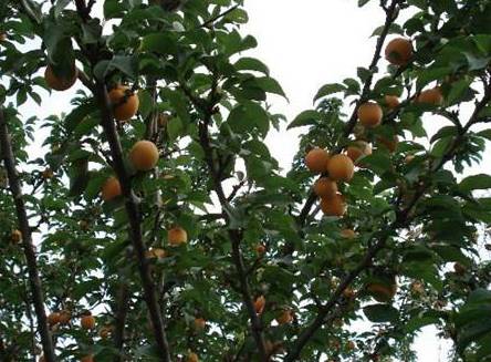 杏树的病虫害及其防治[图片]
