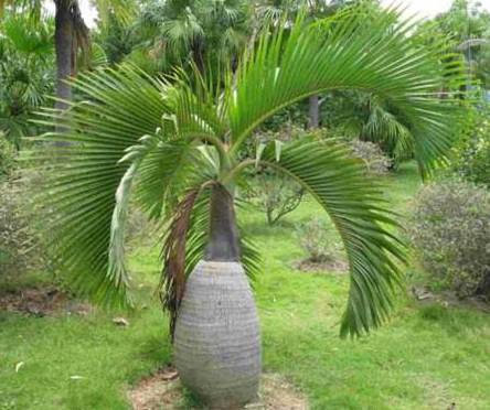 酒瓶椰子的病虫害及其防治