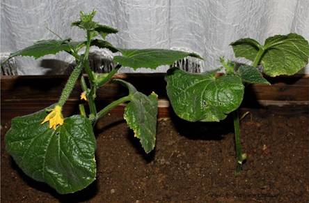 阳台种黄瓜常见病害及防治方法