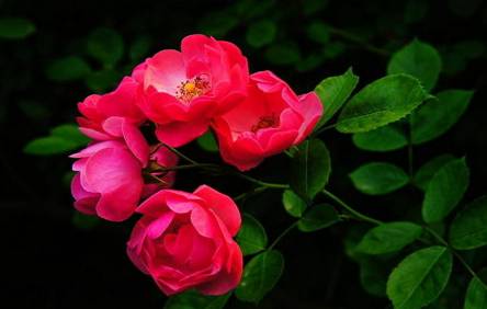蔷薇花病害及防治方法