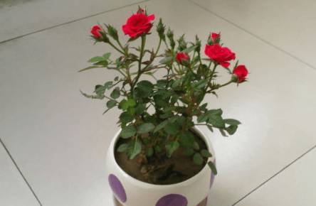 新买的盆栽玫瑰蔫了要怎么办 有什么补救措施解决方法[图片]