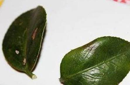 茶花落叶是什么原因