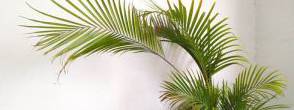 夏威夷椰子枝条下垂怎么办 有什么补救措施解决方法