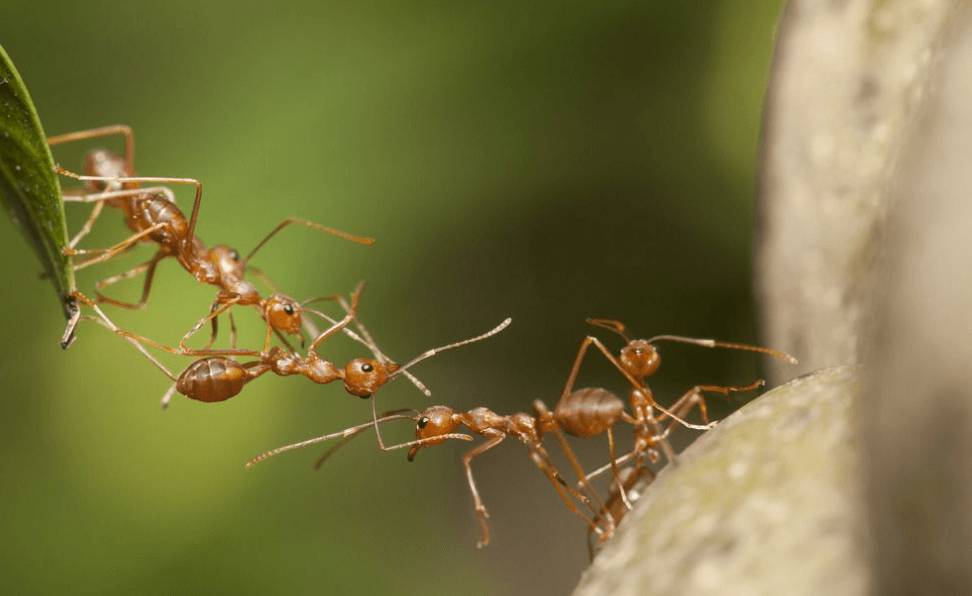 花盆里有蚂蚁怎么办 有什么补救措施解决方法[图片]