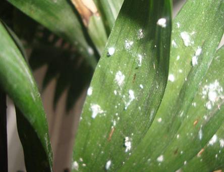 箭羽竹芋的虫害及其防治方法