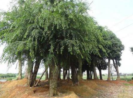 榆树的主要虫害及其防治