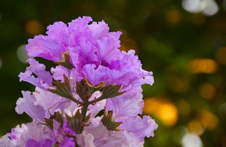 紫薇花的常见虫害及防治方法[图片]