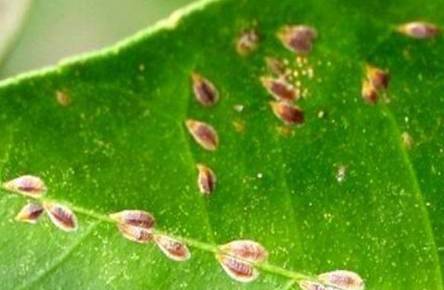 双线竹芋的虫害及防治方法