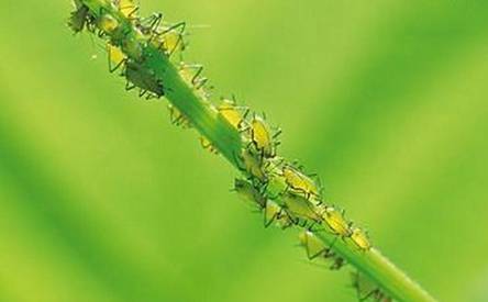 飞燕草常见虫害及防治方法