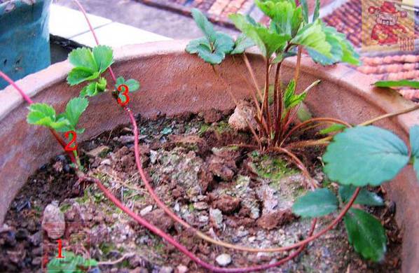 草莓匍匐茎繁殖