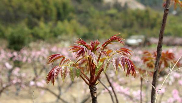 香椿树繁殖