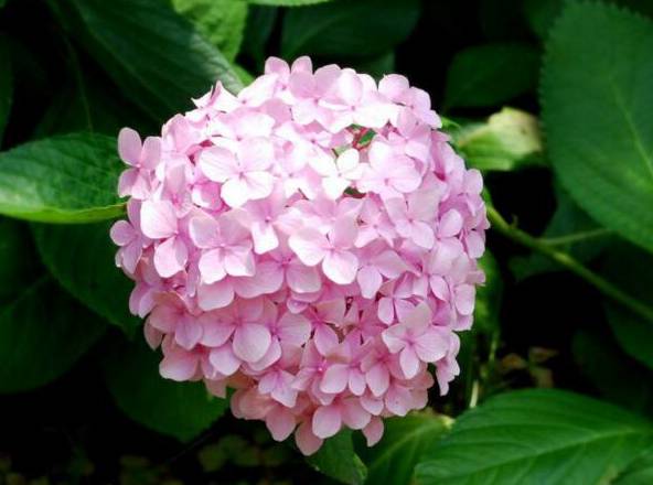 粉色绣球花的花语：期待美好的爱情