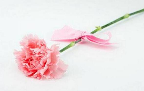 粉色康乃馨的花语是什么 永远年轻美丽[图片]