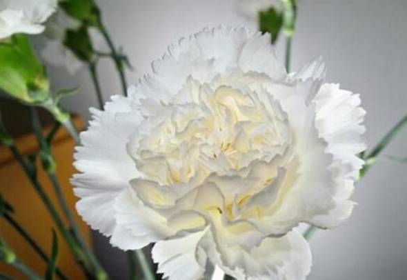 白色康乃馨的花语是什么 纯洁的友谊[图片]