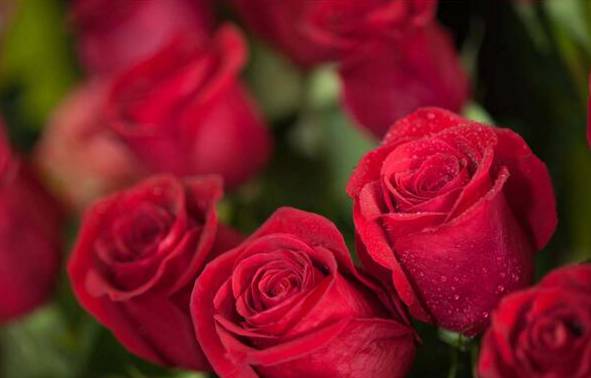 玫瑰花的花语是什么 各色玫瑰花语大全