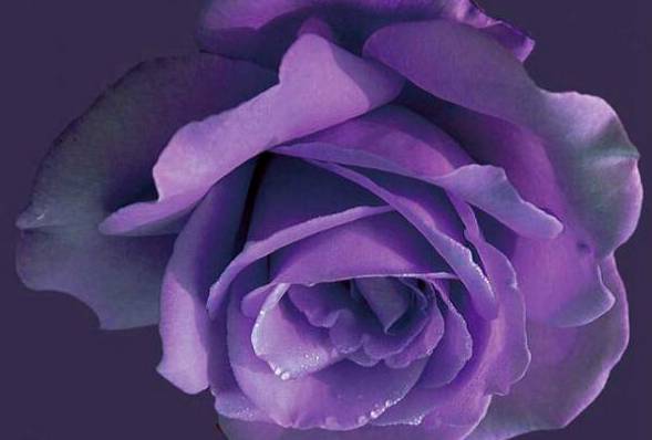 紫玫瑰花语 全世界只对你有感觉