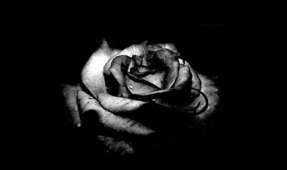 黑玫瑰的花语是什么 温柔真心送给你[图片]