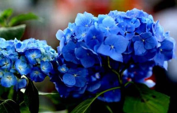 蓝色绣球花花语是什么：浪漫和美满[图片]