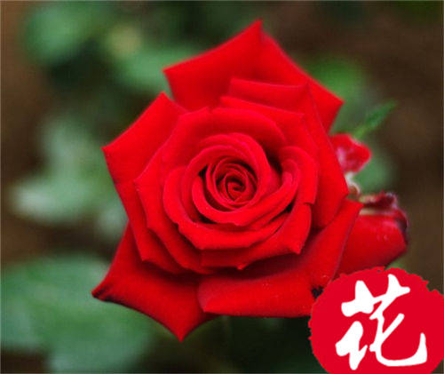 25朵玫瑰花语是什么：祝你幸福[图片]