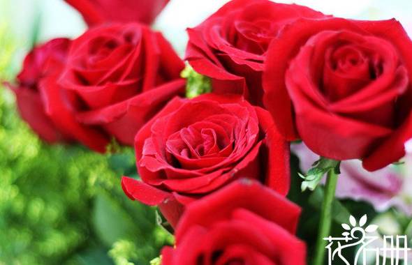 9朵玫瑰花语是什么：9朵玫瑰花语代表长久的爱[图片]