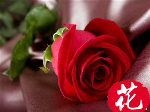 7朵玫瑰代表什么：偷偷爱着你[图片]