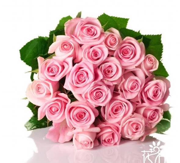 21朵粉玫瑰花语是什么：真诚的爱[图片]