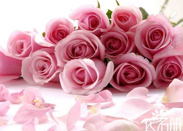 16朵粉玫瑰花语是什么：永不分离[图片]