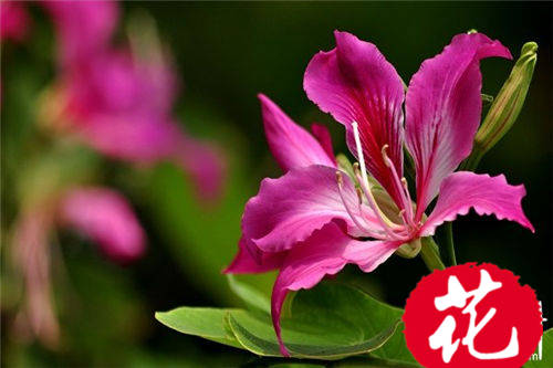 紫荆花的花语是什么：兄弟和睦