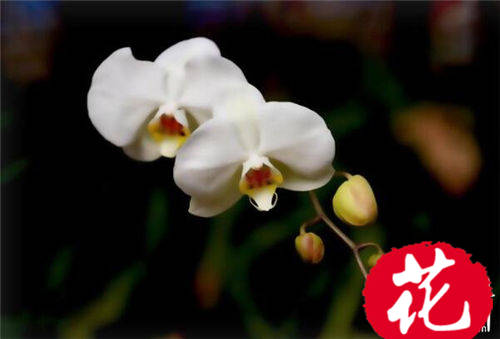 白色蝴蝶兰花语是什么：爱情纯洁友谊珍贵