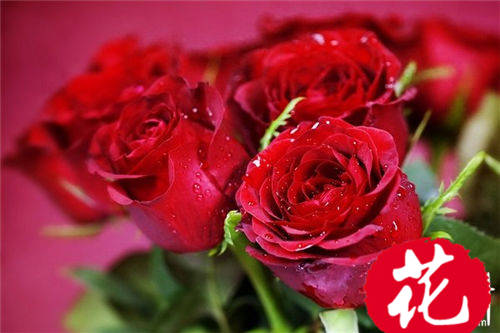 21朵红玫瑰的花语是什么：你是我唯一的最爱