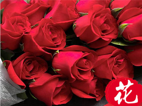 19朵红玫瑰花语是什么：爱你天长地久