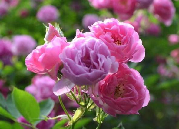 紫蔷薇的花语是什么：禁锢的爱