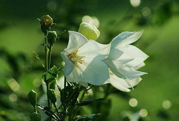 白色桔梗花的花语：永恒的爱/无望的爱