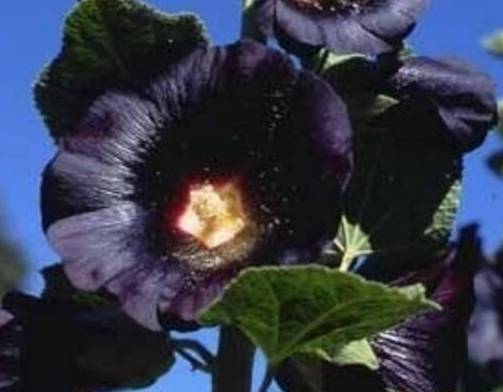 黑色桔梗花的花语：神秘孤独的黑