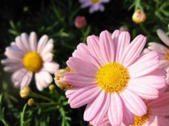 粉色雏菊的花语是什么：天真而纯洁的美