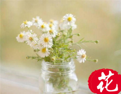 白色雏菊的花语是什么：隐藏在心中的爱(意大利国花)[图片]