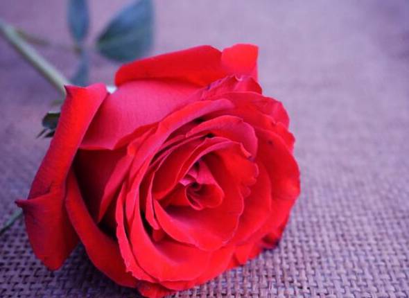 红玫瑰花语是什么 每一天都很爱你