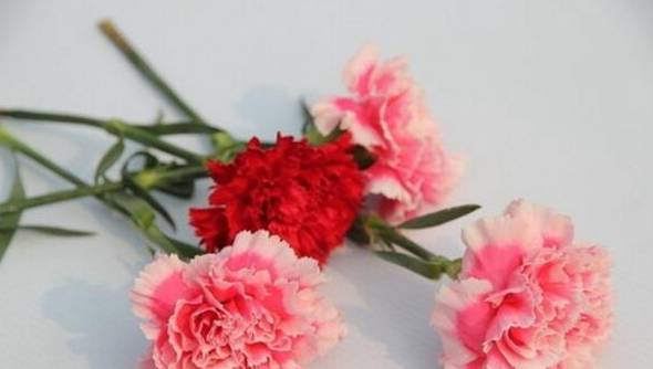 米红色康乃馨的花语[图片]