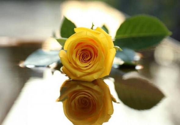 黄玫瑰的花语是什么 纪念我们已逝的爱情[图片]