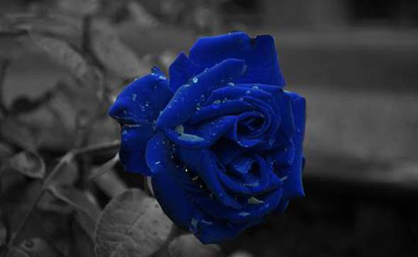 蓝色玫瑰花语 珍贵稀有的爱[图片]