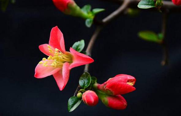 海棠花的花语是什么[图片]