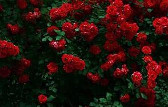 深红色蔷薇的花语