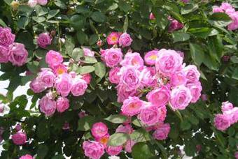 粉色蔷薇花的花语