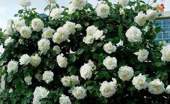 白蔷薇花的花语