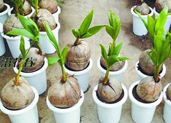 椰子发芽在家用花盆养[图片]