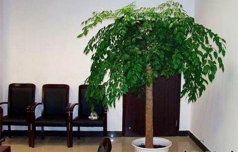 幸福树适合在室内养吗