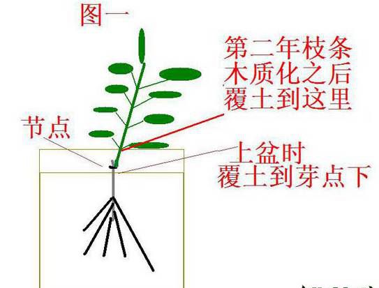 铁线莲笋芽与叶芽的区别与养护