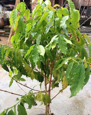 盆栽咖啡树[图片]